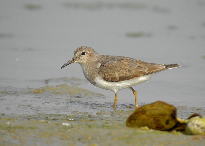 File:Temminck's stint 11.jpg