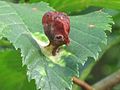 'Pouch' leaf-gall on elm leaf (aphid Tetraneura ulmi), Netherlands.