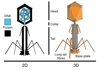 Structural Overview of T2 Phage