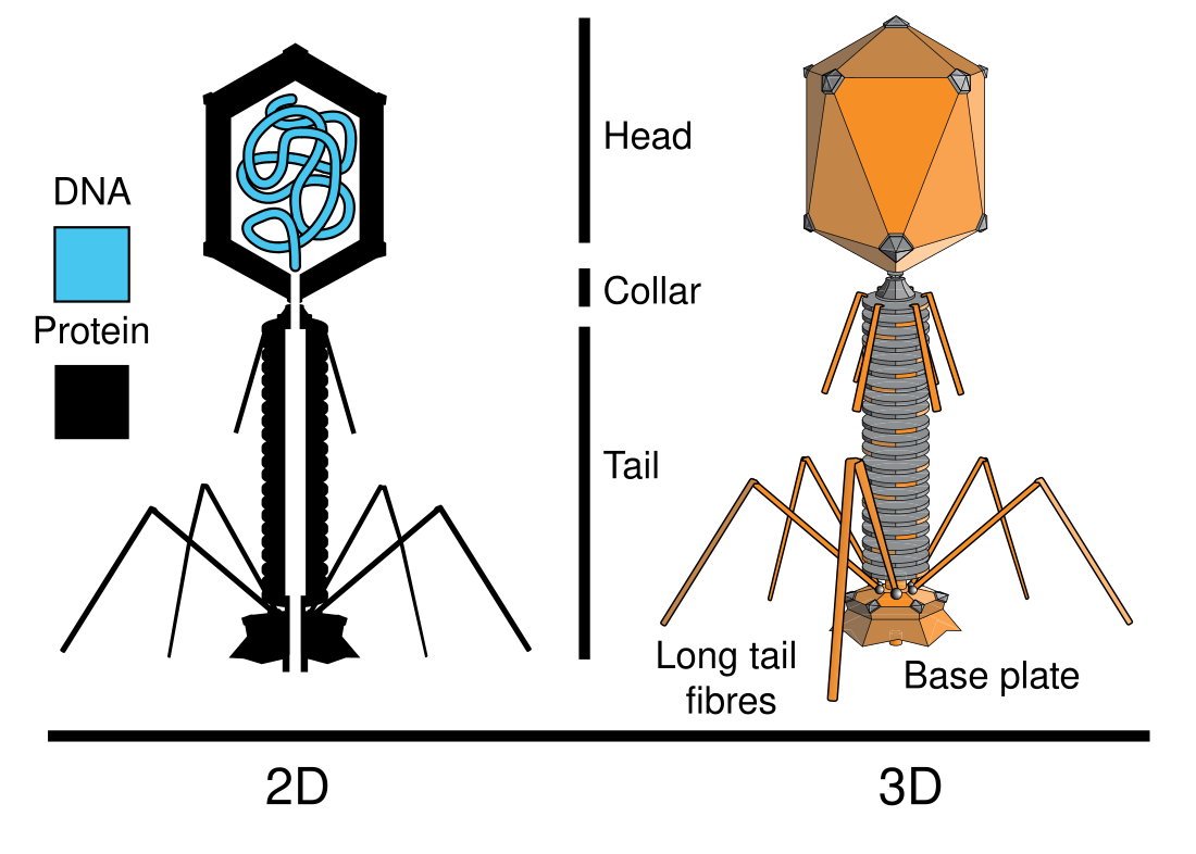 Phage T2