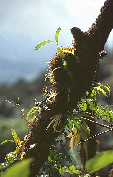 File:ThaiDoiInthanonEpi1.jpg