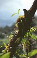 Epiphyten im Doi Inthanon Nationalpark