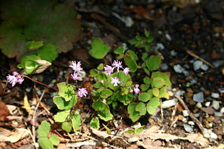 <i>Thalictrum kiusianum</i> Species of flowering plant