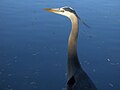 Thumbnail for File:The Heron parades around the Pond, proud bird Hey! - Le "Show off" de monsieur Grand-Héron le fier - panoramio.jpg