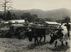 CO 1069-43-41 - Agriculture in Ghana, 1950s