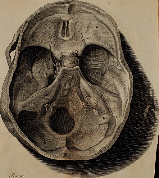 The anatomy of the brain - containing its mechanism and physiology, together with some new discoveries and corrections of ancient and modern authors upon that subject - to which is annex’d a (14784527925)