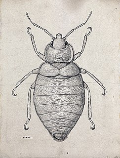 <i>Cimex hemipterus</i> Species of true bug