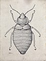 Cimex hemipterus, dessinée en 1919 par Amedeo Terzi. Le pronotum est moins creusé et moins élargi en avant.