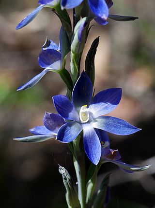 <i>Thelymitra aristata</i> Species of orchid