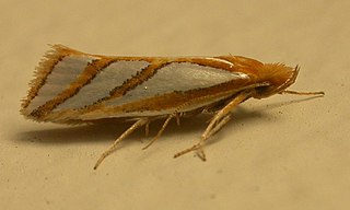<i>Thudaca</i> Genus of moths