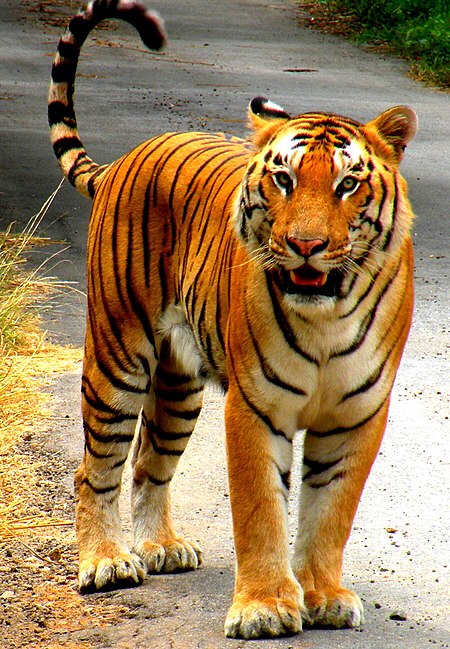 Tập_tin:Tiger_(86312199).jpeg