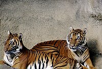 200px-Tiger_032.jpg