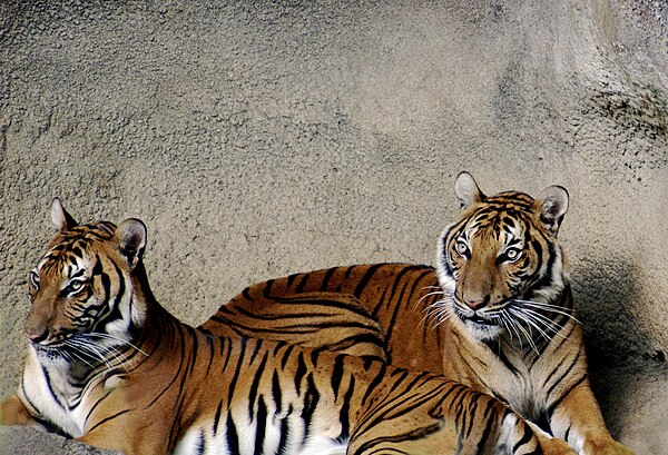 Two tigers at Cincinnati Zoo