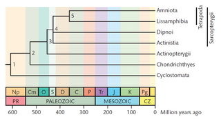 <span class="mw-page-title-main">Timetree</span>