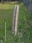 Timothee (Phleum snakenig subsp. 
 snakenig). 
 jpg