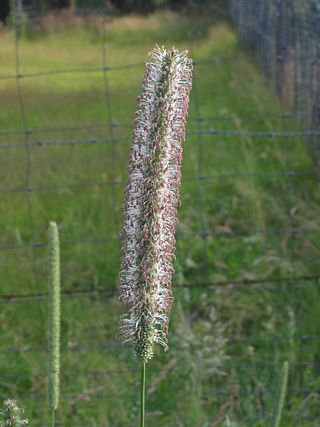 <i>Phleum</i> Genus of grasses