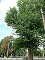 Eiche-Sumpfeiche (Quercus palustris)