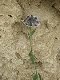 Nigella arvensis [2]