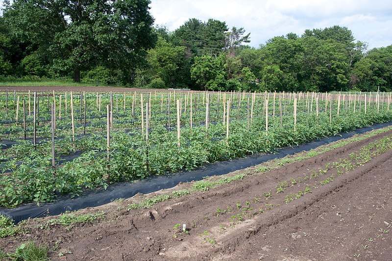 File:Tomatoes (5830771790).jpg