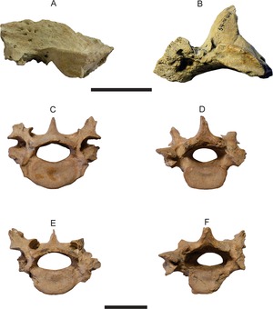 Tonnicinctus (holotype, representation of the temporal bone (above; side view and view from below) and of two thoracic vertebrae (middle and below; each front and rear view); scale 50 mm)