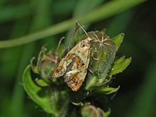 Tortricidae - Cochylis hybridella.jpg 