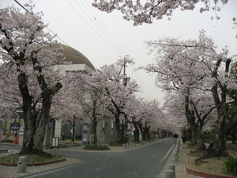 File:Toyokawa-shi Sakura 20070404 0548.jpg