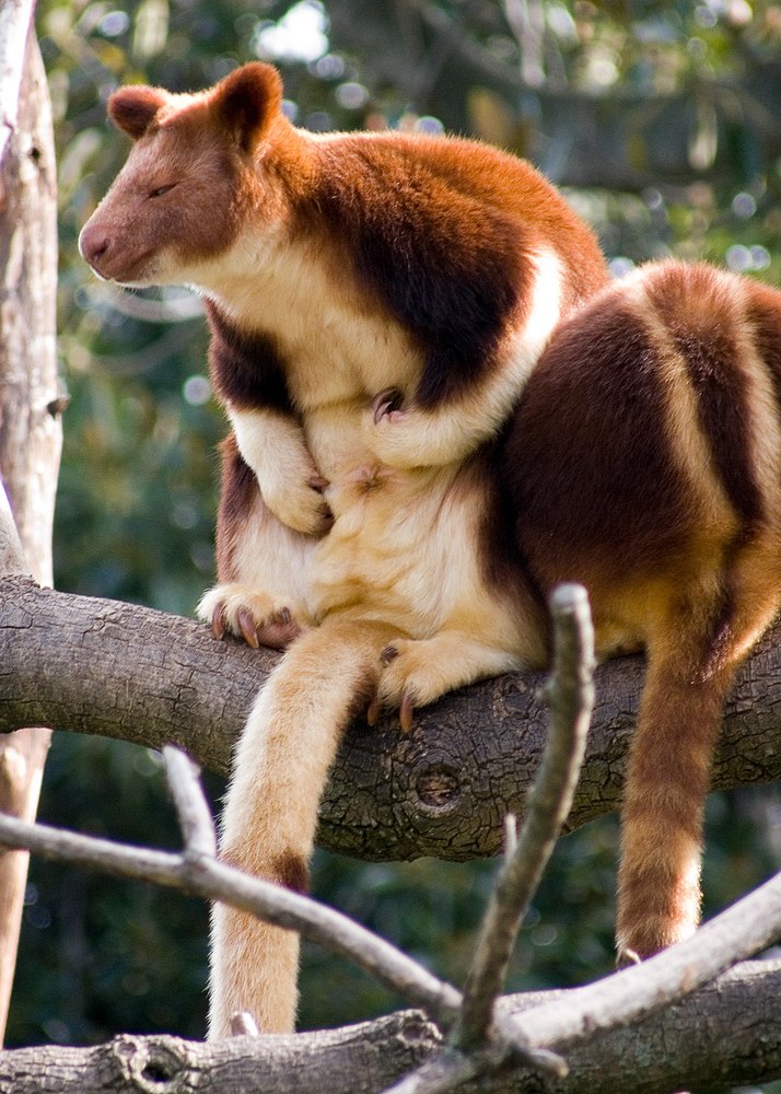The average litter size of a Goodfellow's tree-kangaroo is 1