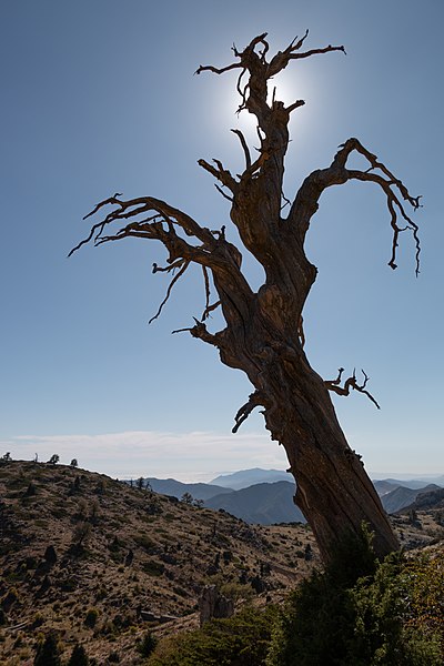 File:Tree near torrecilla2.jpg