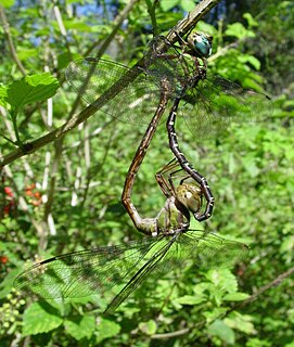 <i>Triacanthagyna</i> Genus of dragonflies