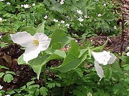 Trillium grandiflorum in the foreground and the smaller Thalictrum thalictroides in the background are both spring ephemerals of North American deciduous forests Trilliumgrand.jpg