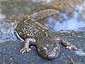 Calotriton asper - Calotriton des Pyrénées.