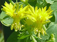 Tropaeolum peregrinum1.jpg