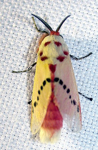 <i>Trosia dimas</i> Species of moth