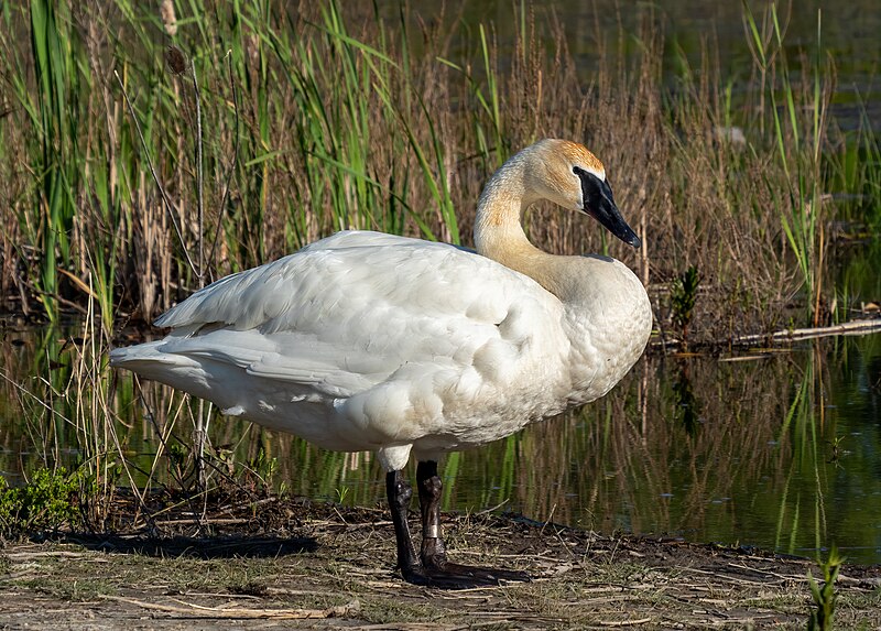 File:Trumpeter swan (63568).jpg