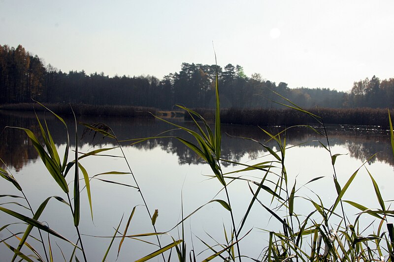 File:Trzciny jeszcze zielone - panoramio.jpg