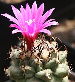 Описание изображения Turbinicarpus alonsoi.jpg.