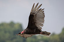 Turkey vulture Turkey Vulture 6280.jpg