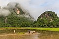 83 Two farmers driving a tractor towing a raft loaded with green rice sheaves in a paddy field of Vang Vieng Laos uploaded by Basile Morin, nominated by Cmao20,  19,  0,  0