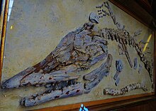 Specimen formerly assigned to C. velox Tylosaurus sp kansas.JPG