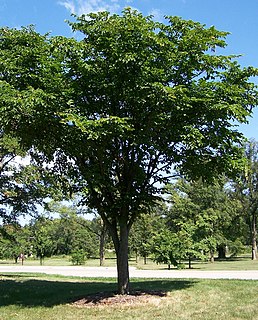 <i>Ulmus laciniata</i> var. <i>nikkoensis</i> variety of plants