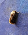 Unidentified moth from Balamthode, Kasaragod, Kerala