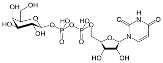 <span class="mw-page-title-main">Nucleotide sugars metabolism</span>