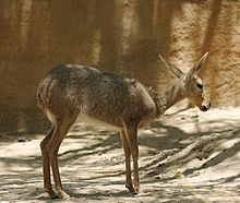 A female at the San Diego Zoo Vaal Rhebok.jpg