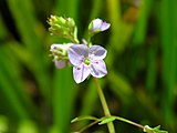 Veronica americana flower close up