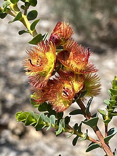 <i>Verticordia dichroma</i> Species of flowering plant