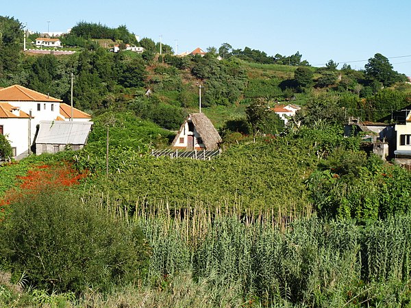 Vineyard growing among other cultures in the tropical influenced climate near Santana, Madeira.