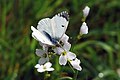 * Nomination Butterfly on Lady's Smock --Paul Hermans 16:26, 19 April 2009 (UTC) * Decline much too small (take a look at the Guidelines), too noisy --LC-de 17:05, 19 April 2009 (UTC)