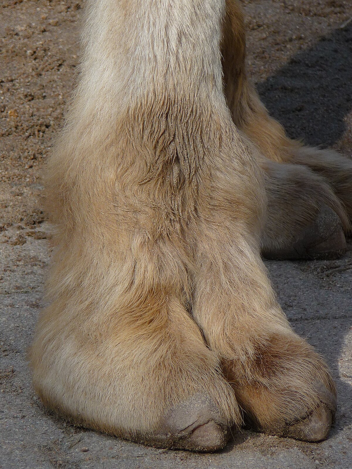 Camel toes is it on purpose? - GirlsAskGuys