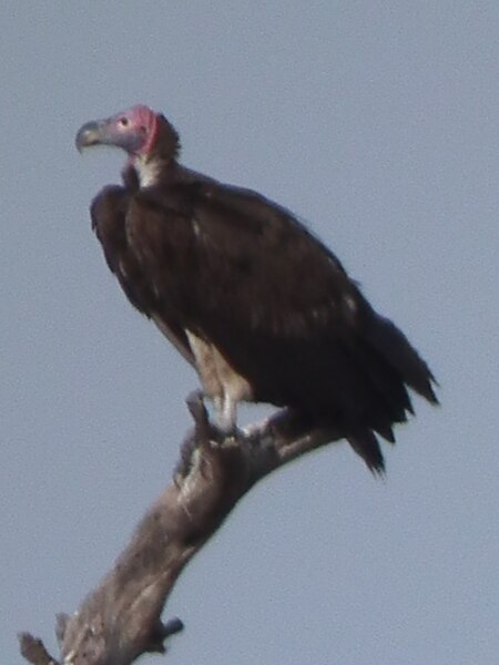 File:Vulture in Tanzania 3473 cropped Nevit.jpg