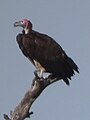 Vulture in Tanzania 3473 cropped Nevit.jpg